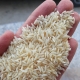 فروش برنج در فریدونکنار