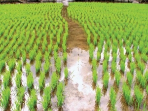 فروش برنج در نکا
